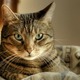 Кот