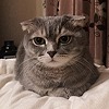 Кот Василий
